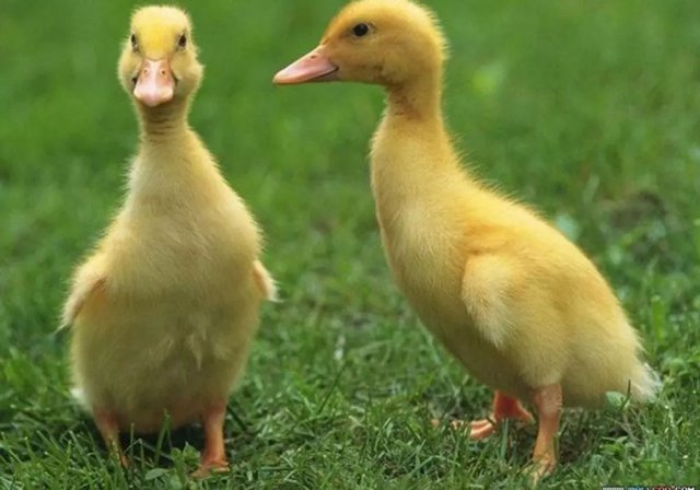 ʾϲ5ȼϣ쿴԰