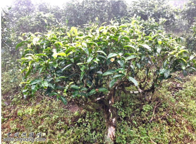 �º�ζ���ն�����ռ��⾳